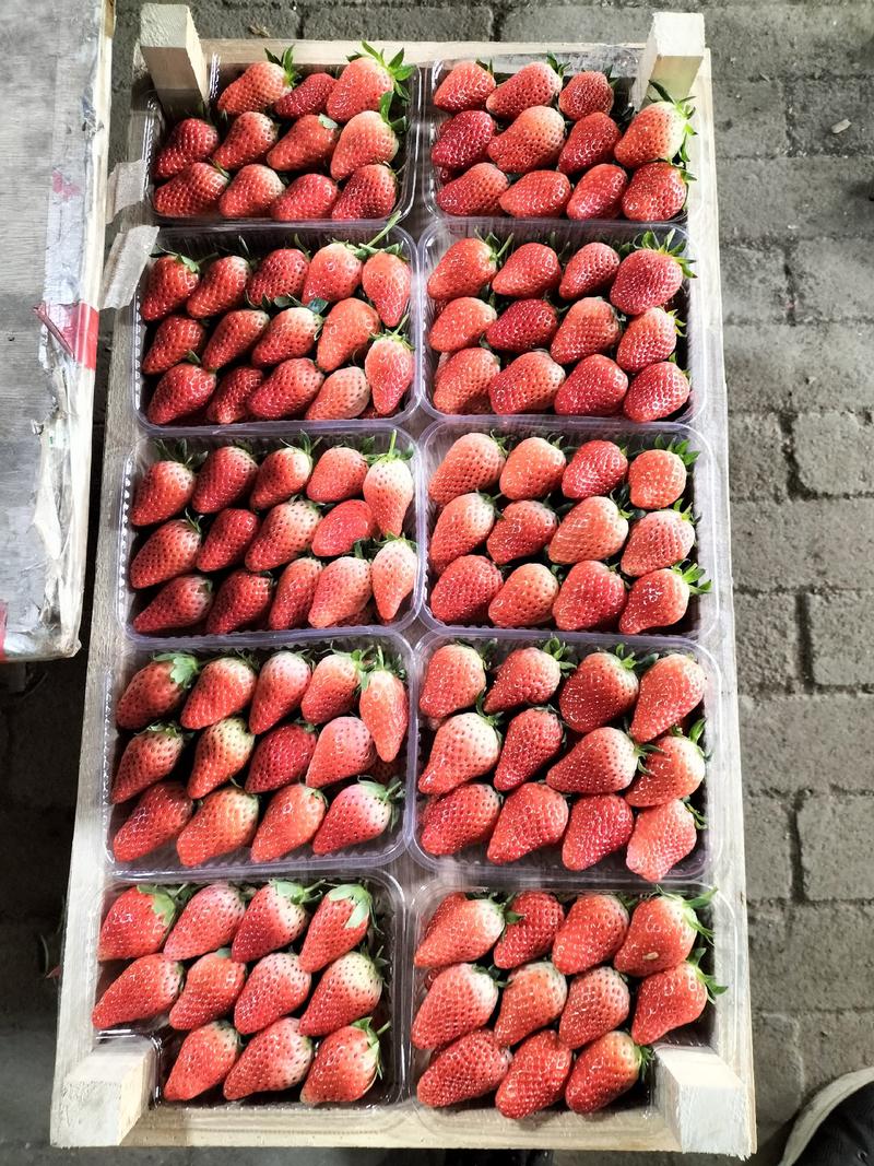 平度甜宝草莓，货量充足，果形美观，物流通达，合作共赢