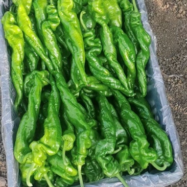 大棚精品螺丝椒