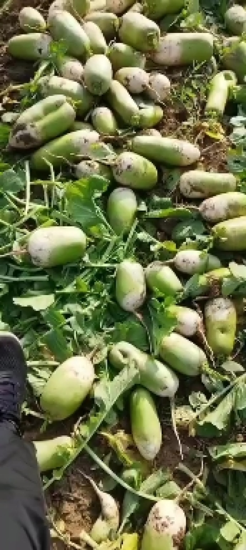 青萝卜大量上市，1-2斤，质量保证。起车快，要货的联系我