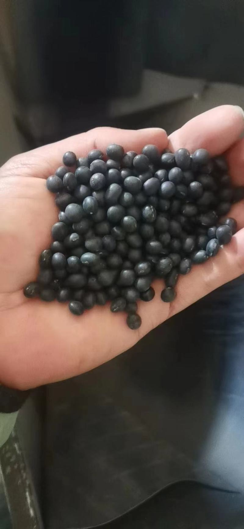 黑豆食品级大粒黄仁黑豆厂家批发