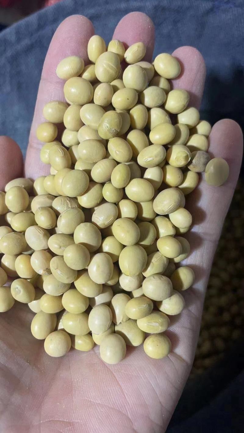 优质黄豆安徽黄豆过双比重筛，颗粒饱满色泽圆润