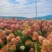 木绣球圆锥绣球花大花水桠木扦插小苗规格全量大从优