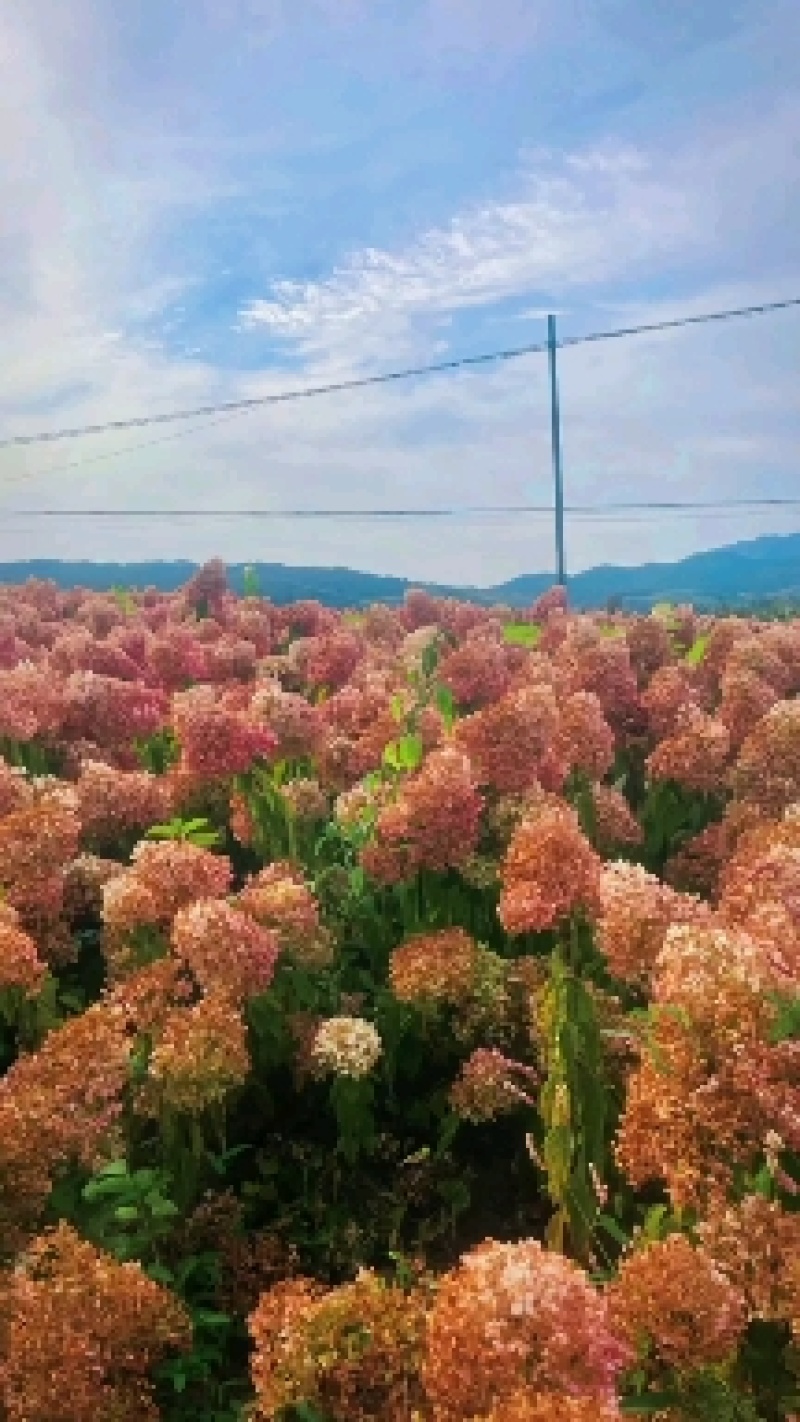 木绣球圆锥绣球花大花水桠木扦插小苗规格全量大从优