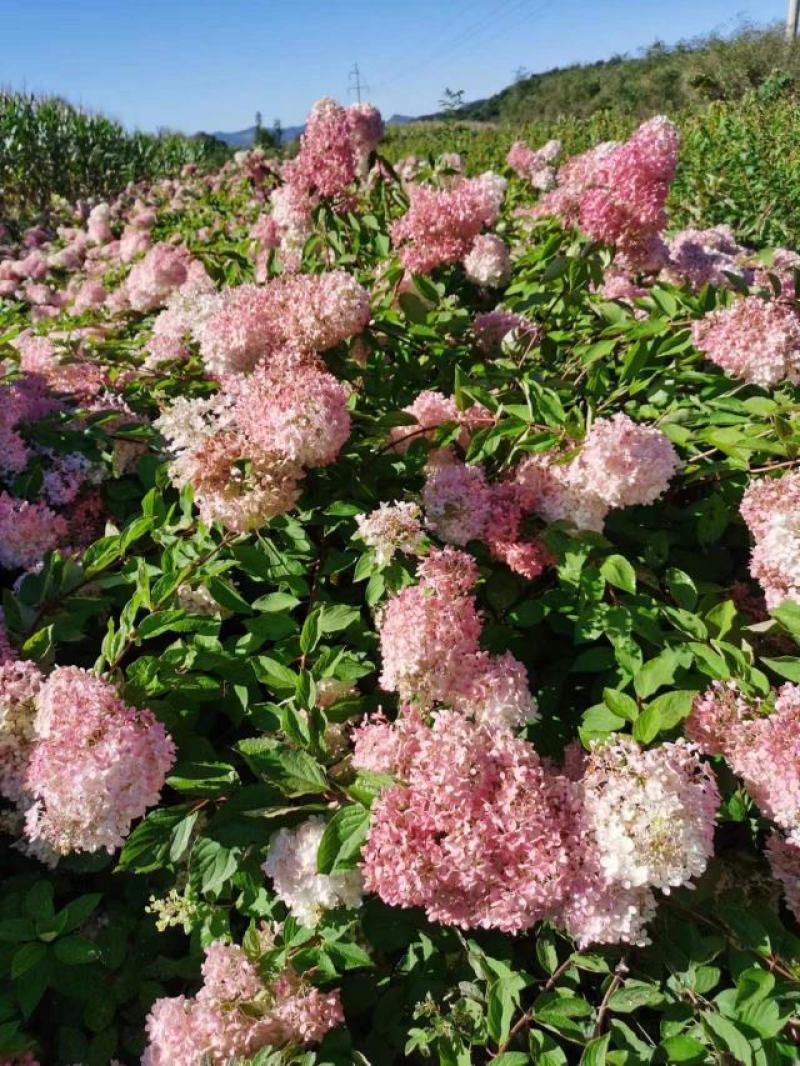 木绣球圆锥绣球花大花水桠木扦插小苗规格全量大从优