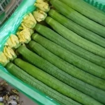 芹菜西葫芦丝瓜豆角油菜小白菜