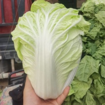 白菜河南开封夏阳白菜基地直发一手货源批发量大优惠品质保