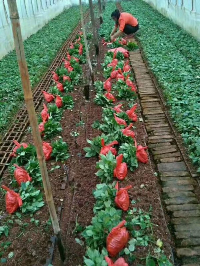 昆明基地直供【爱莎】品种月季小苗庭院阳台绿植花卉种苗