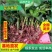 昆明基地直供【爱莎】品种月季小苗庭院阳台绿植花卉种苗