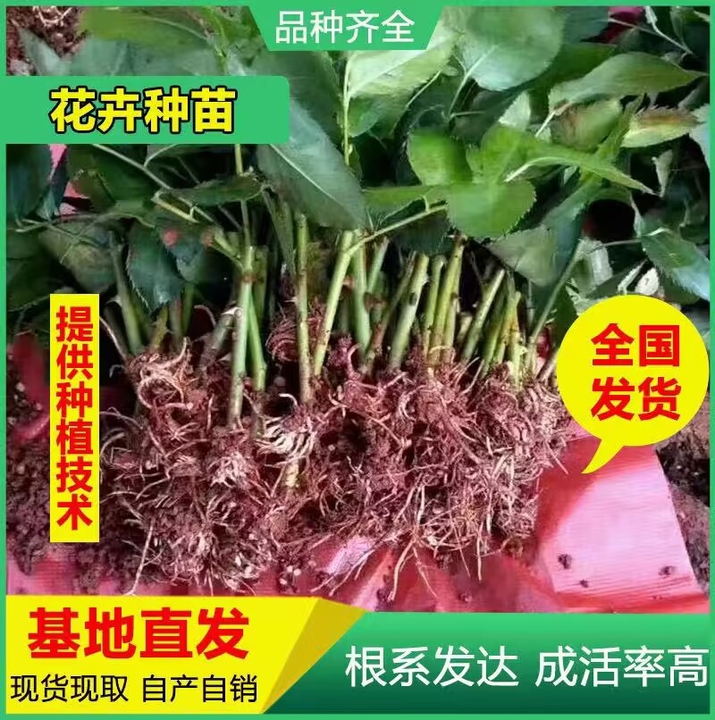 昆明基地直供【爱莎】品种月季小苗庭院阳台绿植花卉种苗
