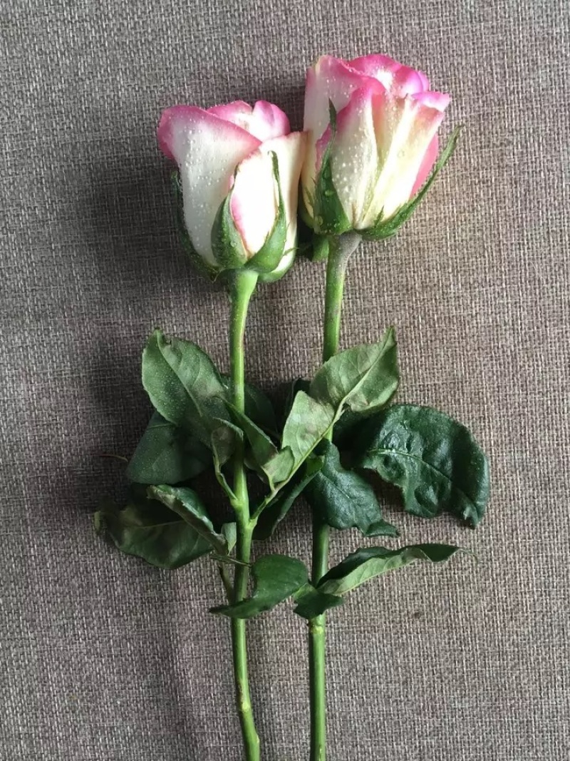昆明基地直供【爱莎】品种月季小苗庭院阳台绿植花卉种苗