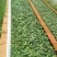 昆明基地直供【爱莎】品种月季小苗庭院阳台绿植花卉种苗