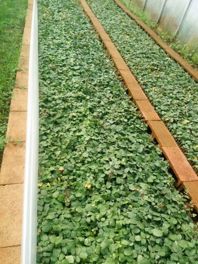 昆明基地直供【爱莎】品种月季小苗庭院阳台绿植花卉种苗