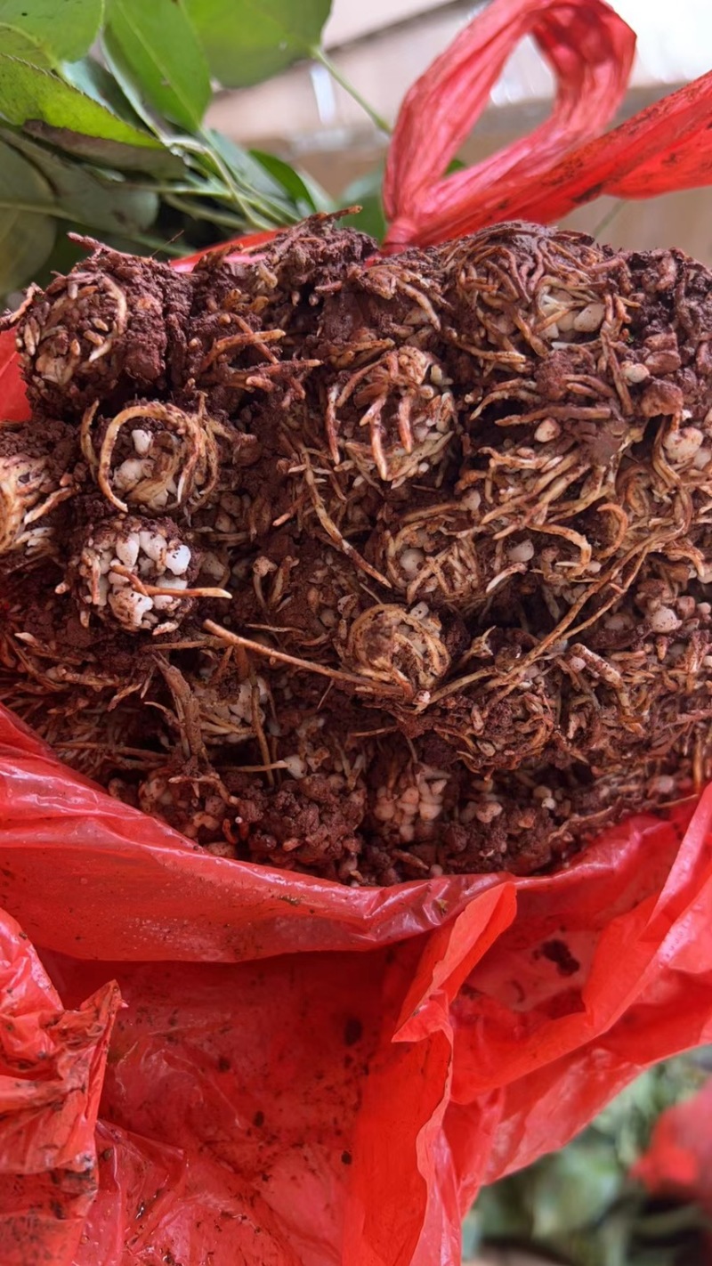 昆明基地直供【爱莎】品种月季小苗庭院阳台绿植花卉种苗