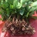 昆明基地直供【爱莎】品种月季小苗庭院阳台绿植花卉种苗