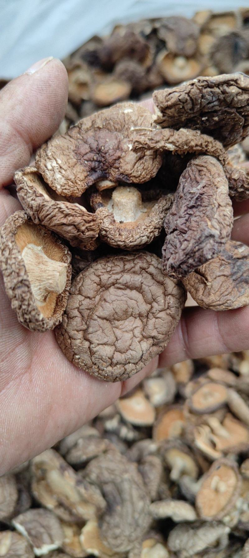 香茹
