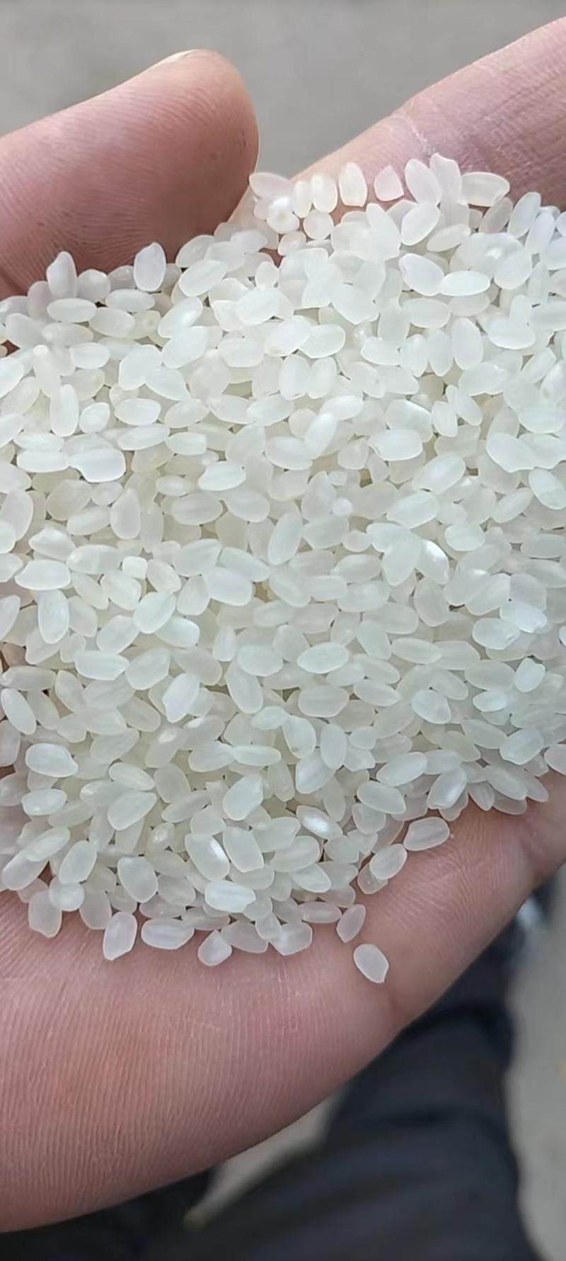 「精品]春阳惠牌大米，珍珠米，可视频看货厂家直供质量保证