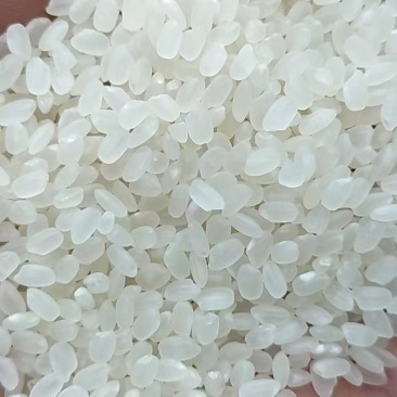 苏北珍珠米一手货源基地直发质量保障口感好视频看货