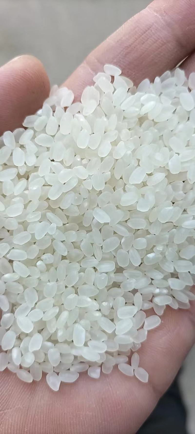 江苏省沭阳县春阳惠牌大米基地直发视频看货