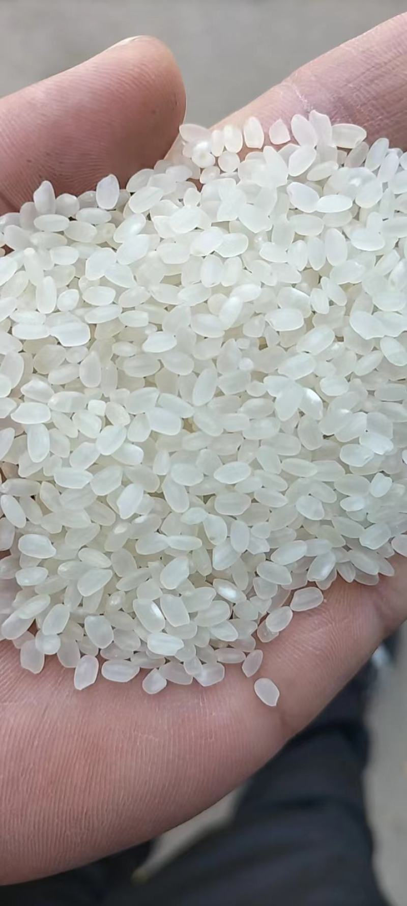 江苏省沭阳县春阳惠牌大米基地直发视频看货