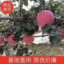 【陕西洛川红富士】产地直发，品质保证，欢迎来电选购