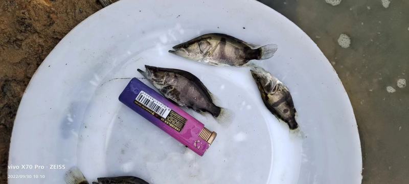 桂花鱼苗，规格齐全，可训料，源头直供，技术支持。