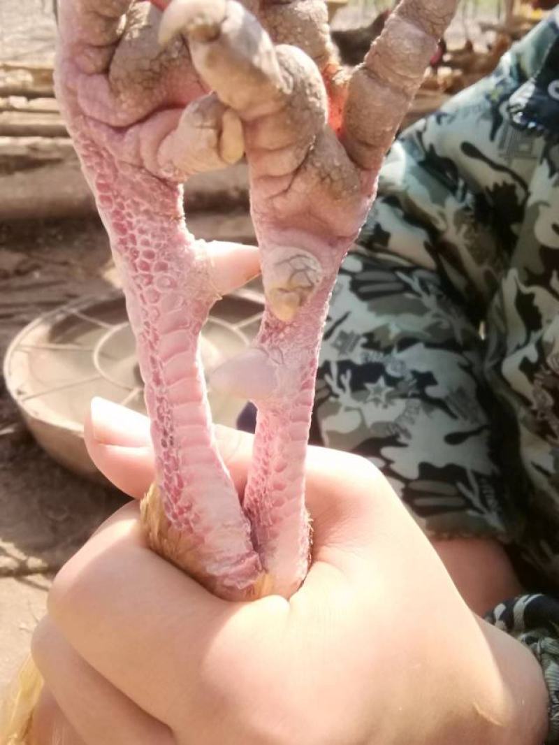 散养柴鸡