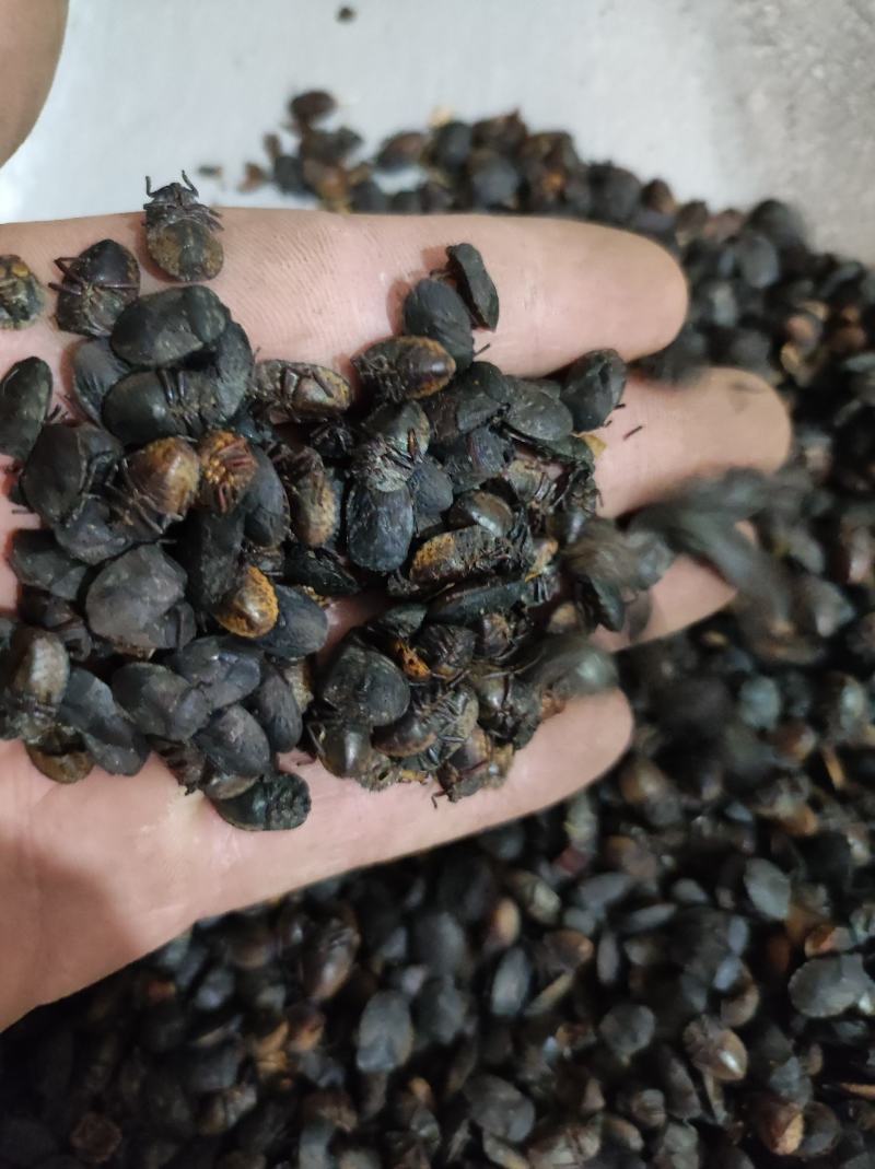 小九香虫九香虫臭板虫臭屁虫品质保证代抓各种药