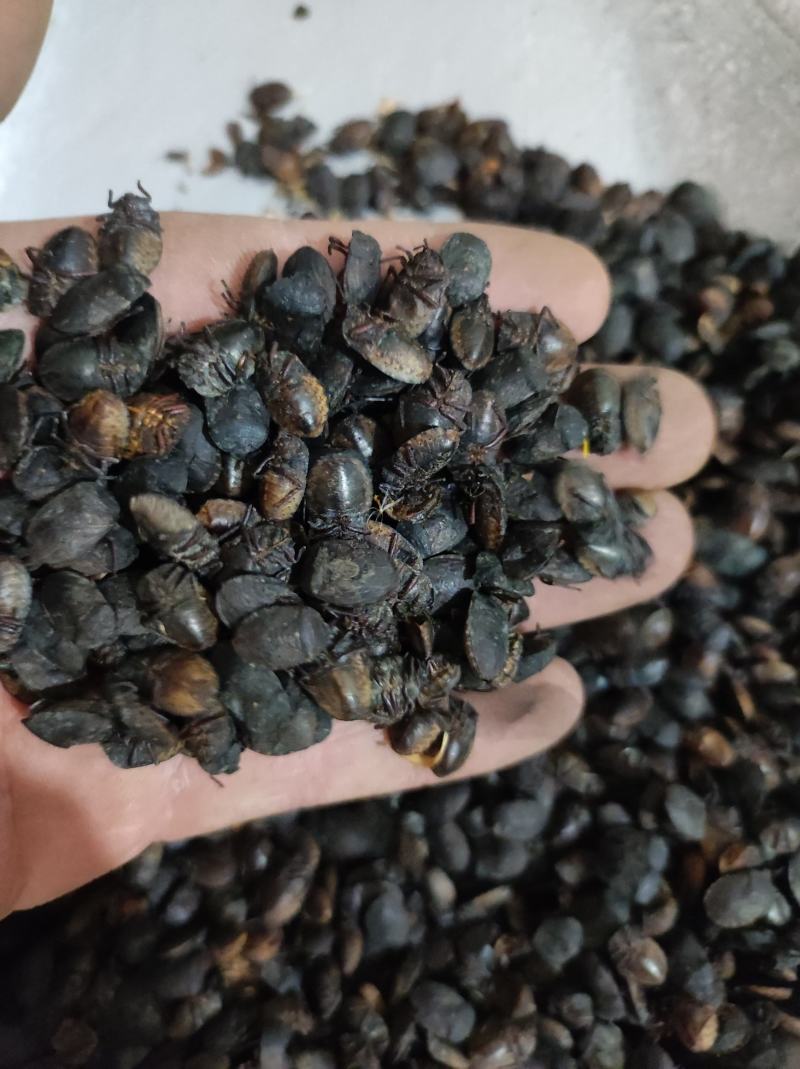 小九香虫九香虫臭板虫臭屁虫品质保证代抓各种药