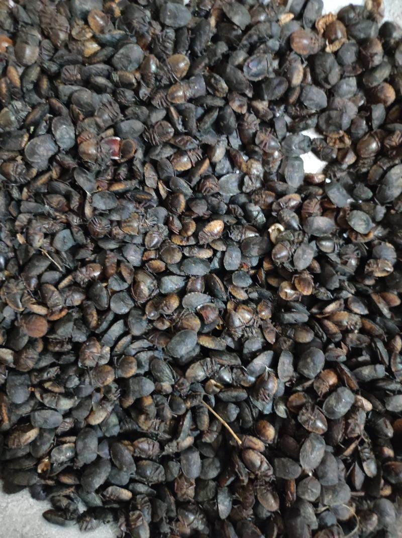 小九香虫九香虫臭板虫臭屁虫品质保证代抓各种药