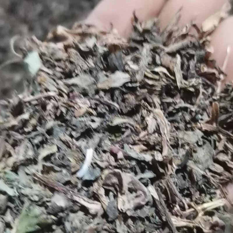 马齿苋无杂草无泥沙无老根，产地直发，欢迎有实力客户实地考