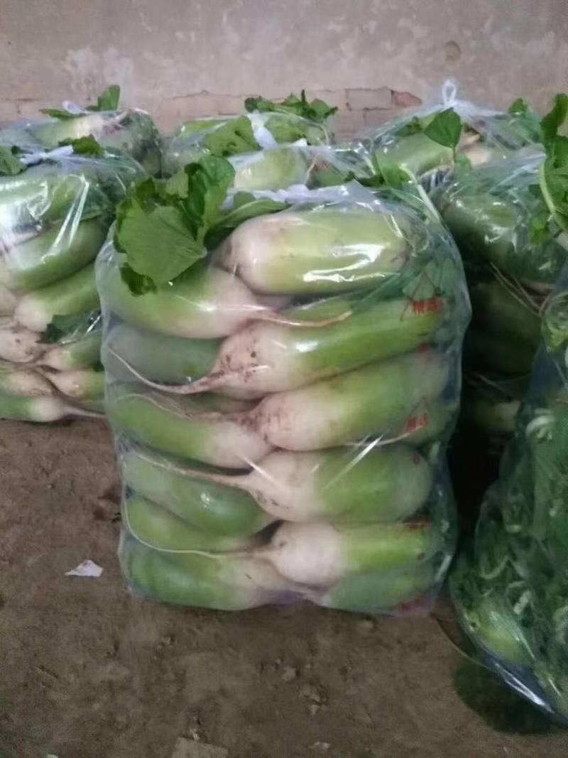 河南开封青萝卜产地直发一手货源批发品质保证价格美丽！