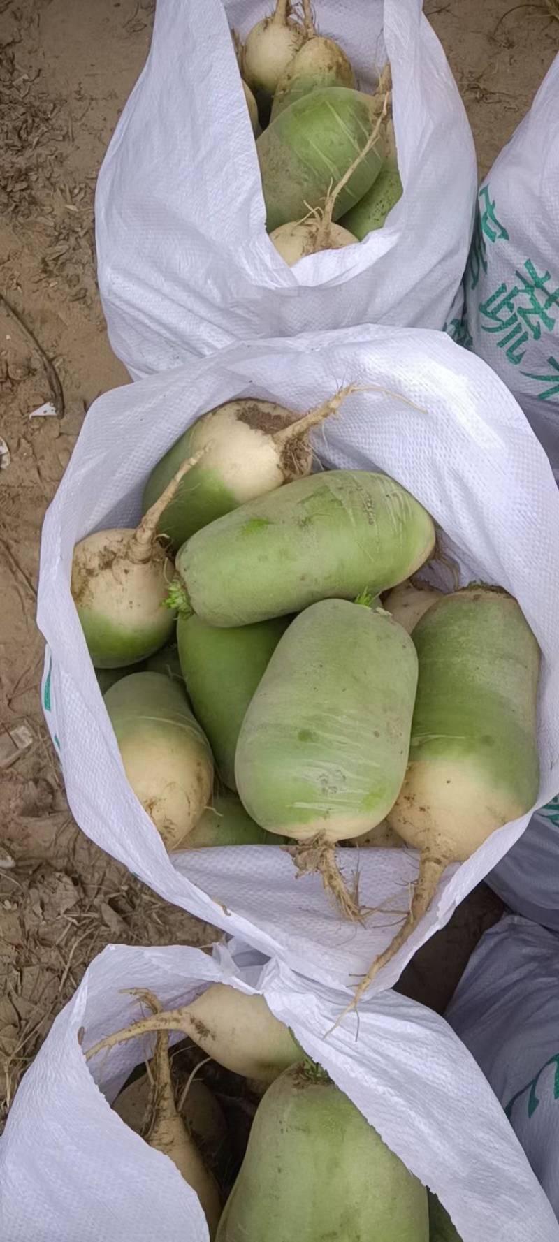 河南开封青萝卜产地直发一手货源批发品质保证价格美丽！
