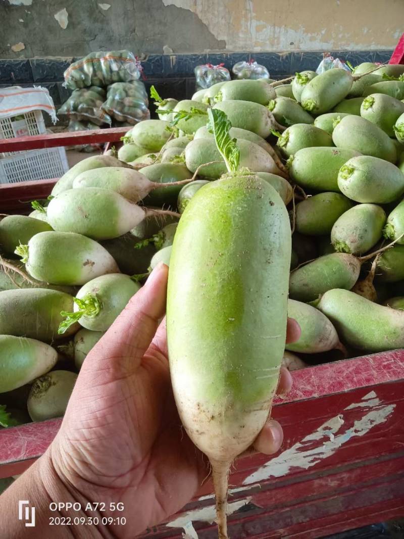 河南开封青萝卜产地直发一手货源批发品质保证价格美丽！