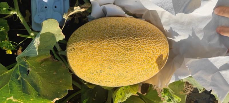 伽师甜1号甜瓜果实特写