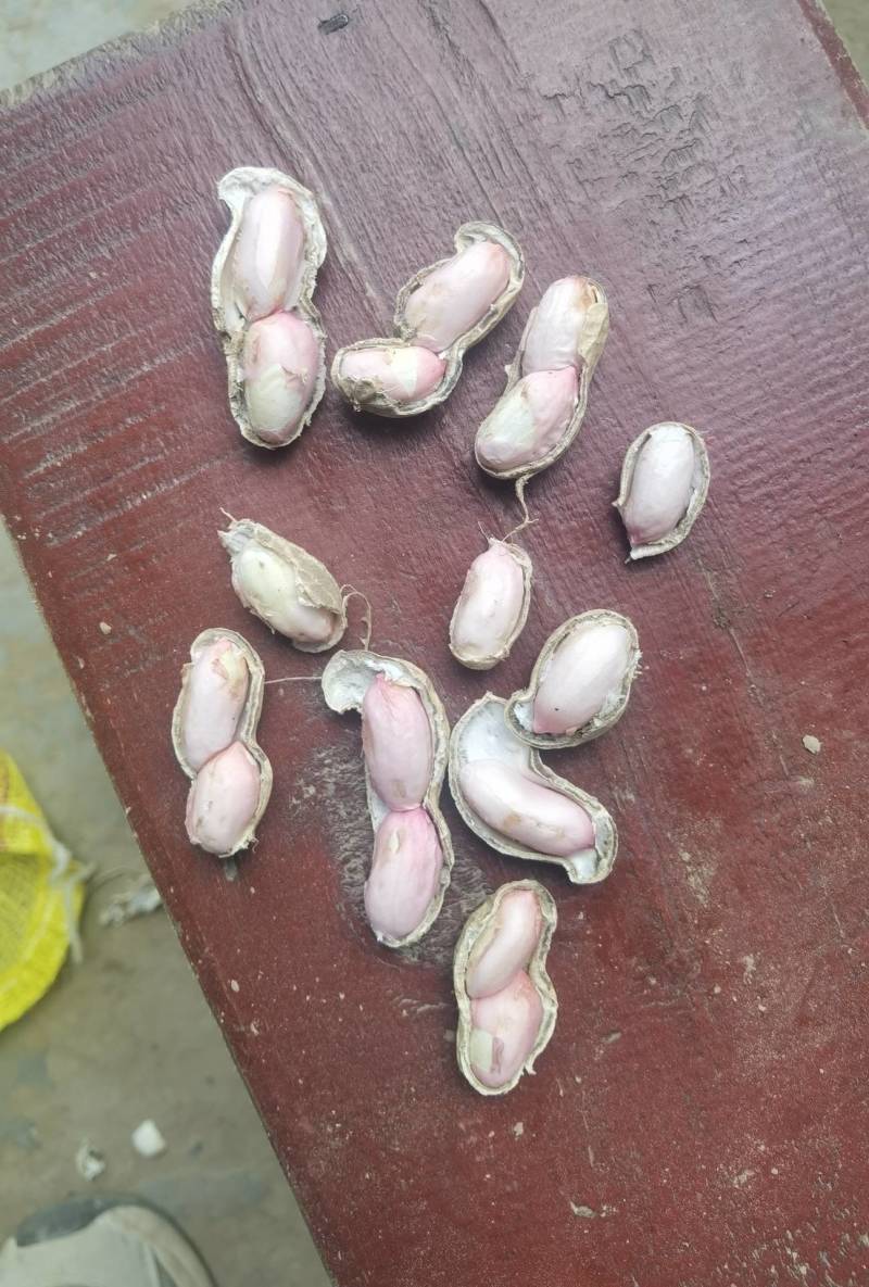 鲜花生白沙系列一手货源批发品质保证价格美丽欢迎合作