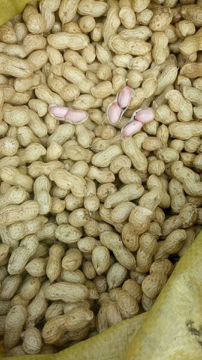 鲜花生白沙系列一手货源批发品质保证价格美丽欢迎合作