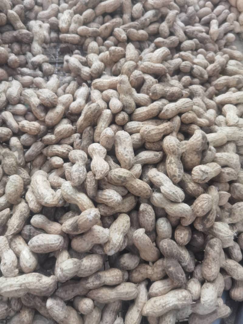 鲜花生白沙系列一手货源批发品质保证价格美丽欢迎合作
