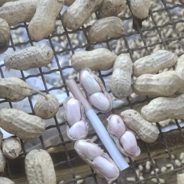 鲜花生白沙系列一手货源批发品质保证价格美丽欢迎合作