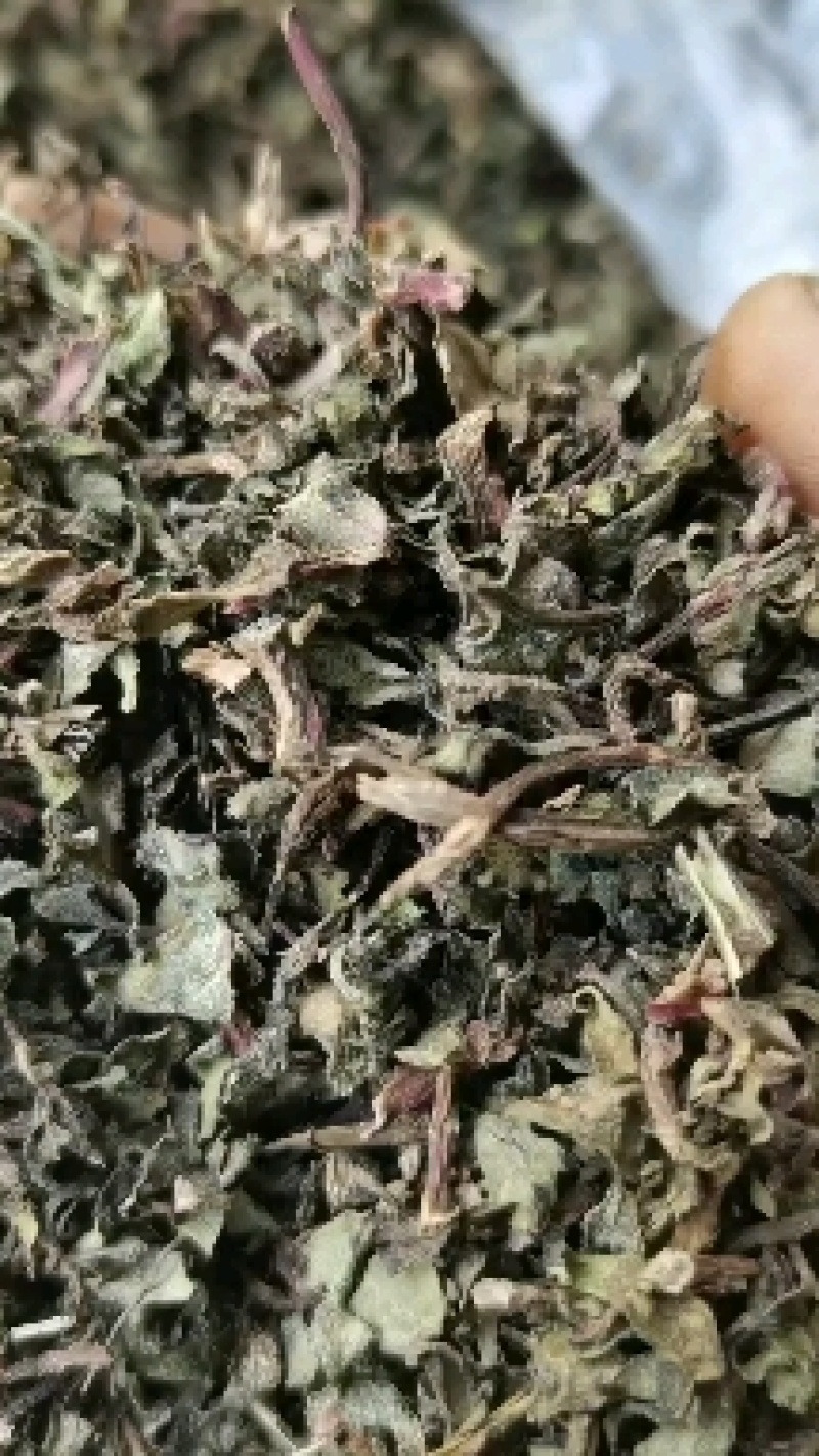 马齿苋段药食同源，干净颜色好无杂草无泥沙无老根