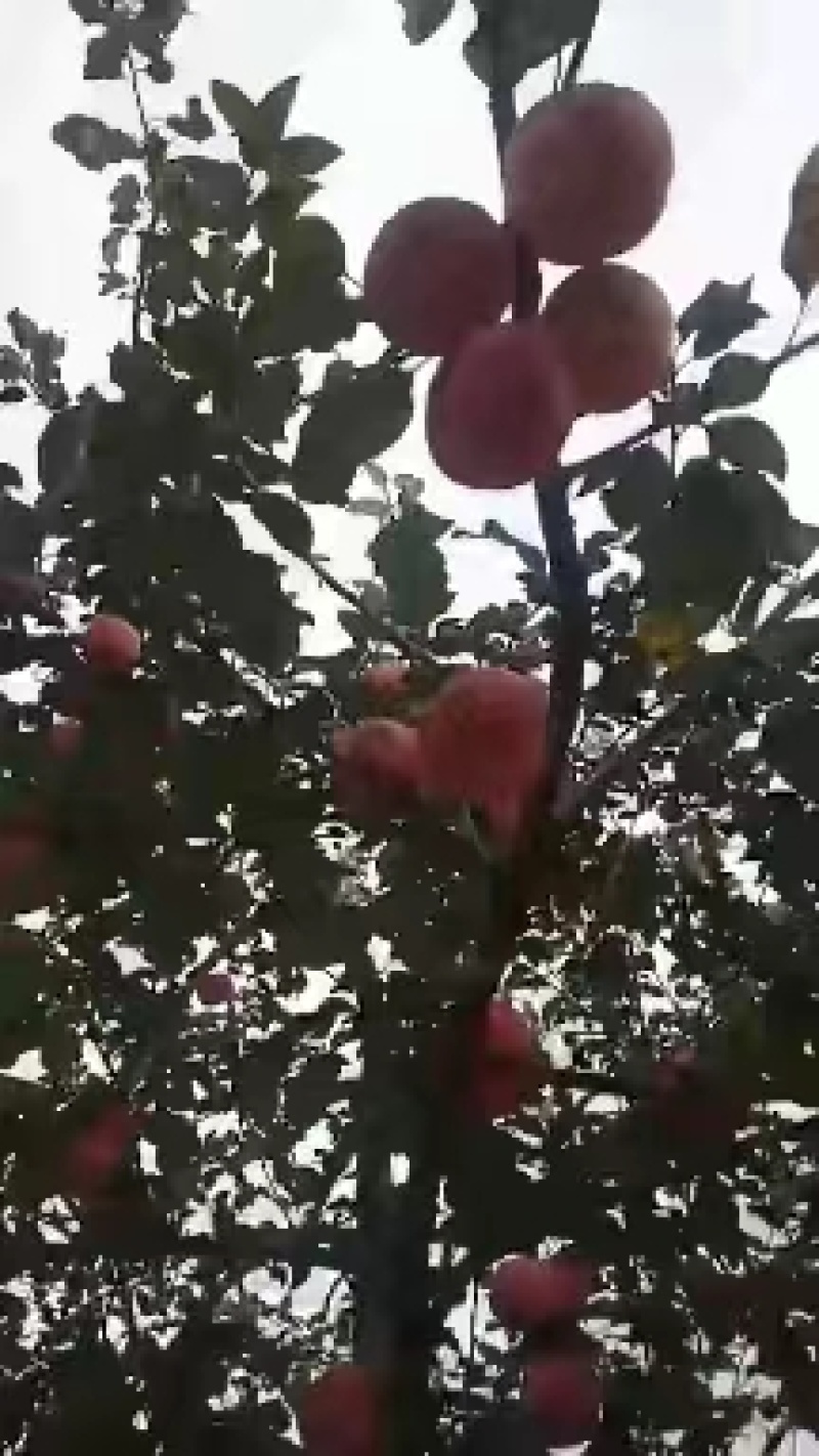 红富士苹果山东苹果产区专业代办现货现发果园发货欢迎联系