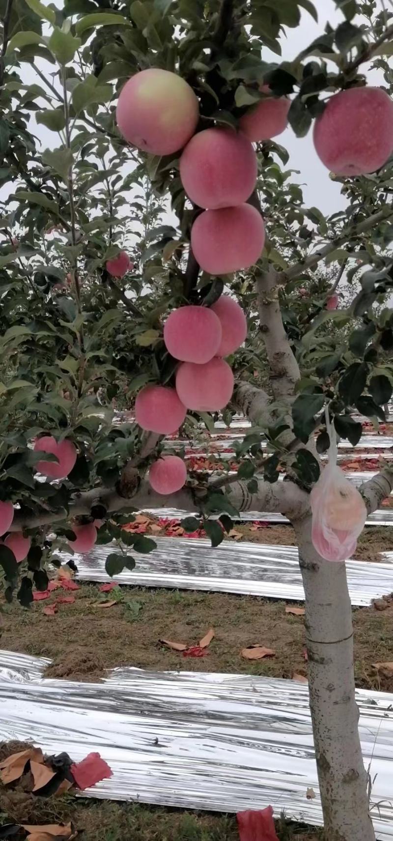 红富士苹果山东苹果产区专业代办现货现发果园发货欢迎联系