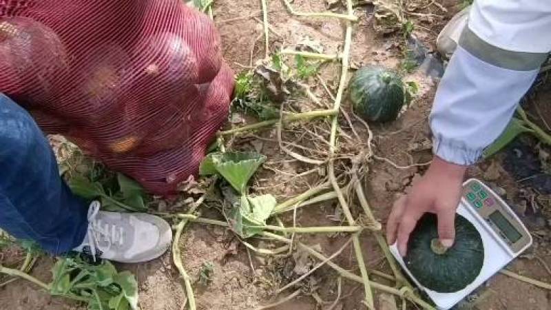板栗南瓜大量供应，粉糯香甜营养丰富口感好欢迎合作共赢