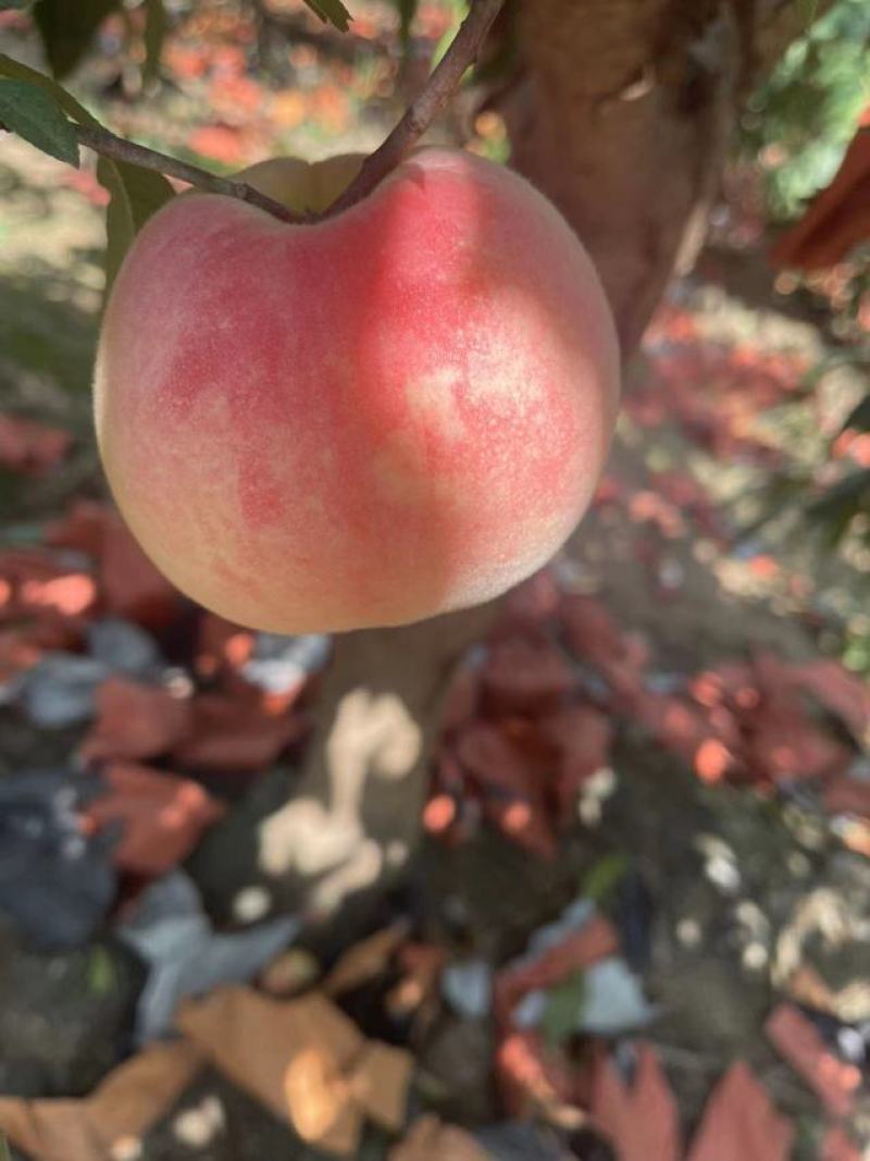 正宗沙地水蜜桃二十一世纪果面干净！口感适合南北客户需求