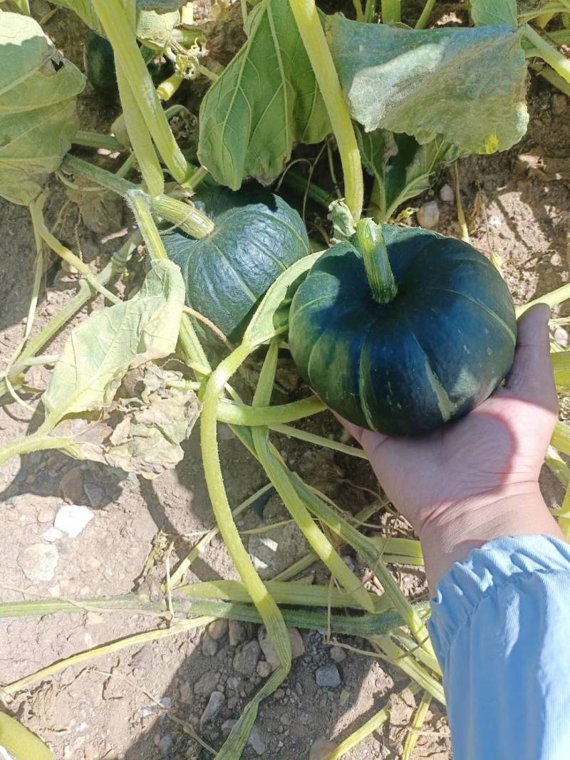 贝贝南瓜大量供应，可供电商商超，产地一手货源，品质保证