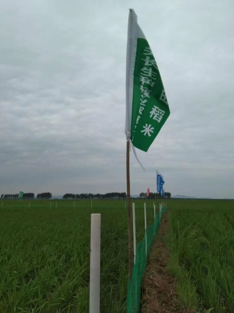 吉林九台稻作区水稻。小粒香，圆粒香，长粒香。稻花香供应商