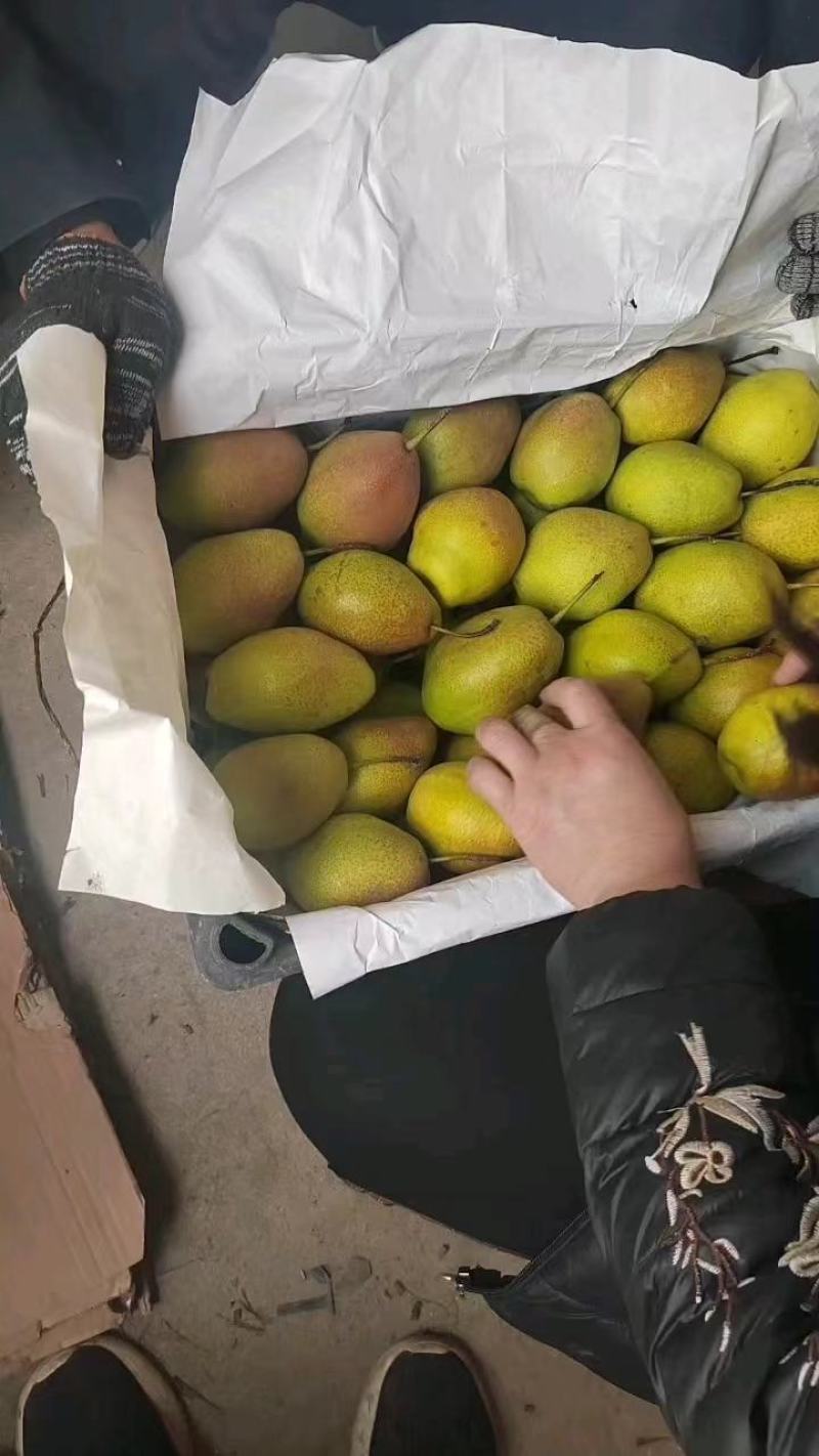 各种梨果带收，红香酥梨，大量现货，需要的联系我
