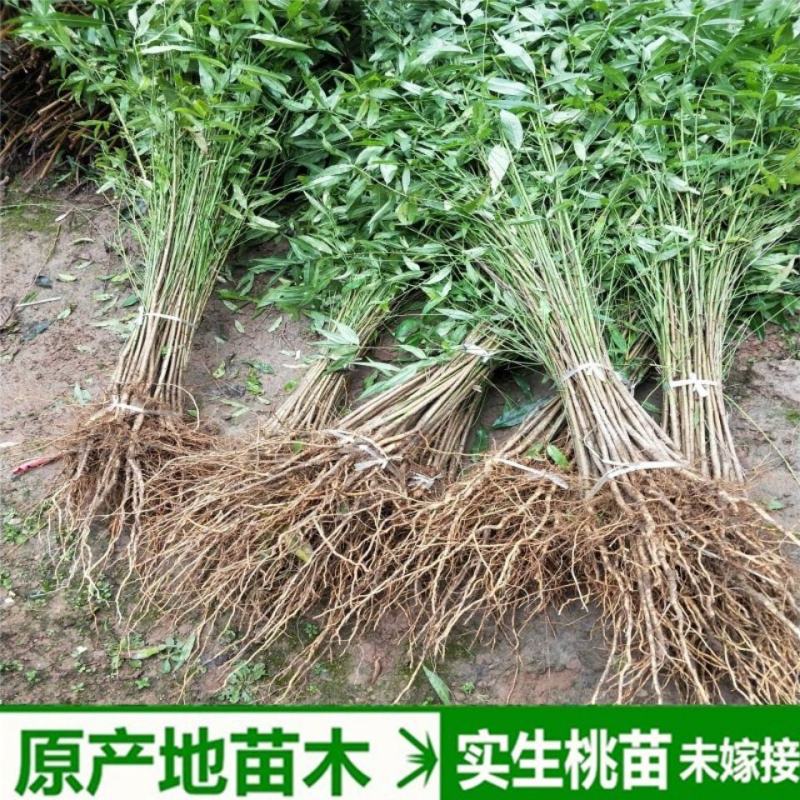 早中晚嫁接苗，实生桃苗，基地直供现挖现卖，死苗补发。