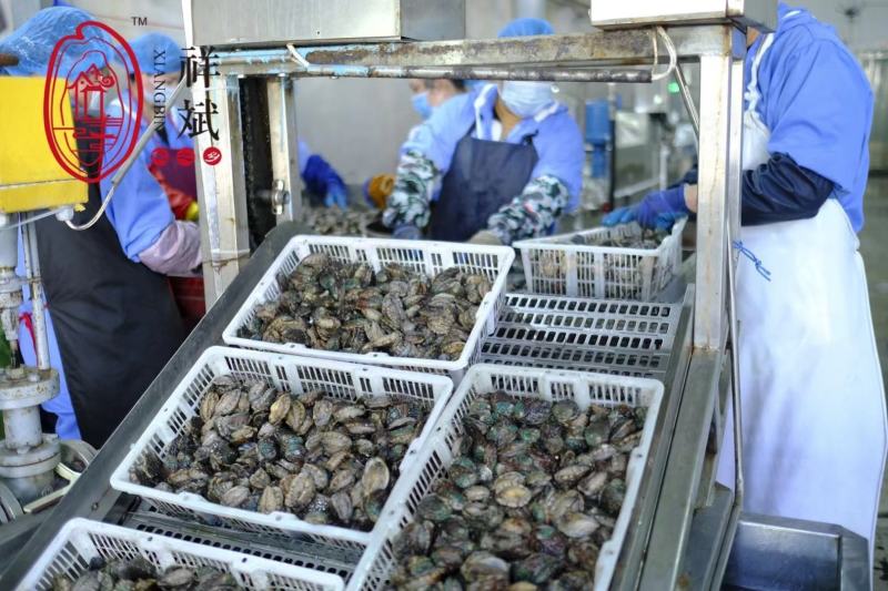 鲍鱼肉，鲍鱼，九孔鲍规格多工厂一手货源批发欢迎咨询合作！