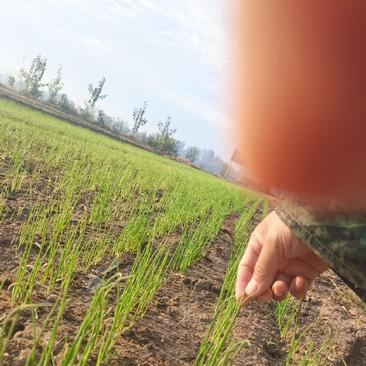 丰县进口洋葱种子育苗基地主产紫葱苗黄葱苗二红洋葱苗