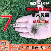 狗牙根种子矮生耐践踏免修剪根系发达固土固沙防塌